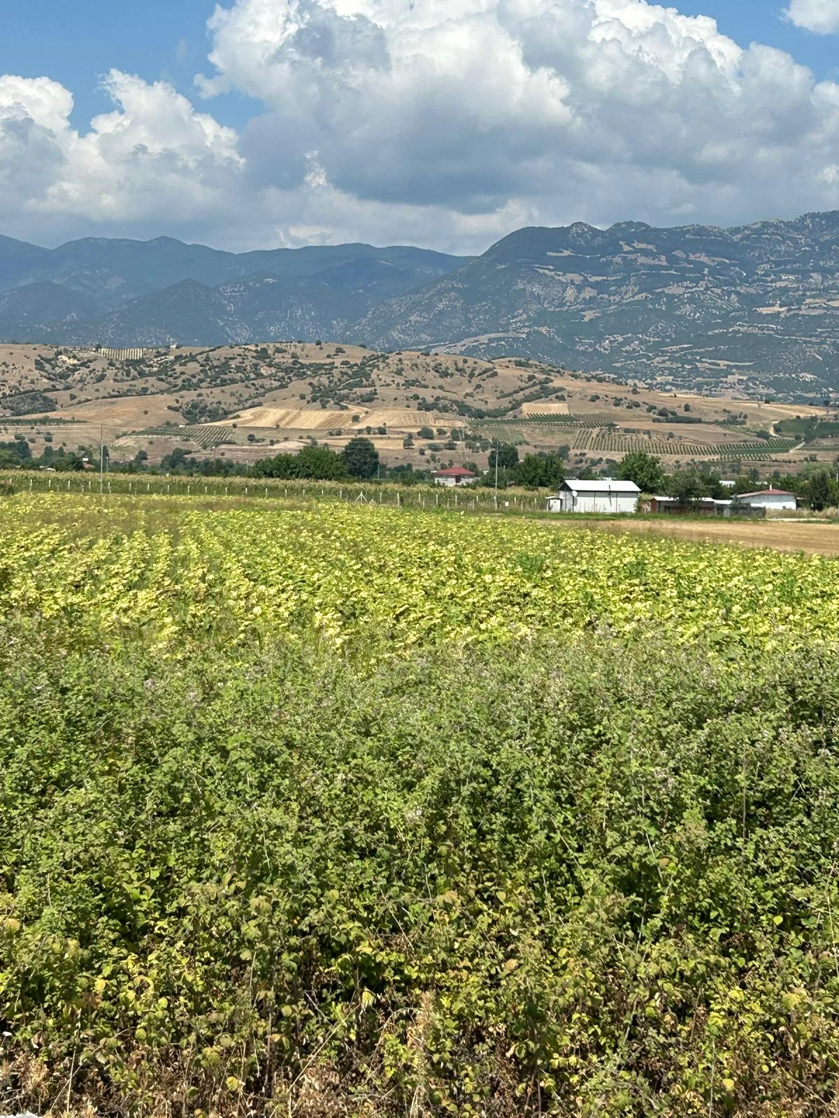 Erbaa tepe kışla D100 karayolu üzerinde 7317 m2 satılık tarla - Resim 5