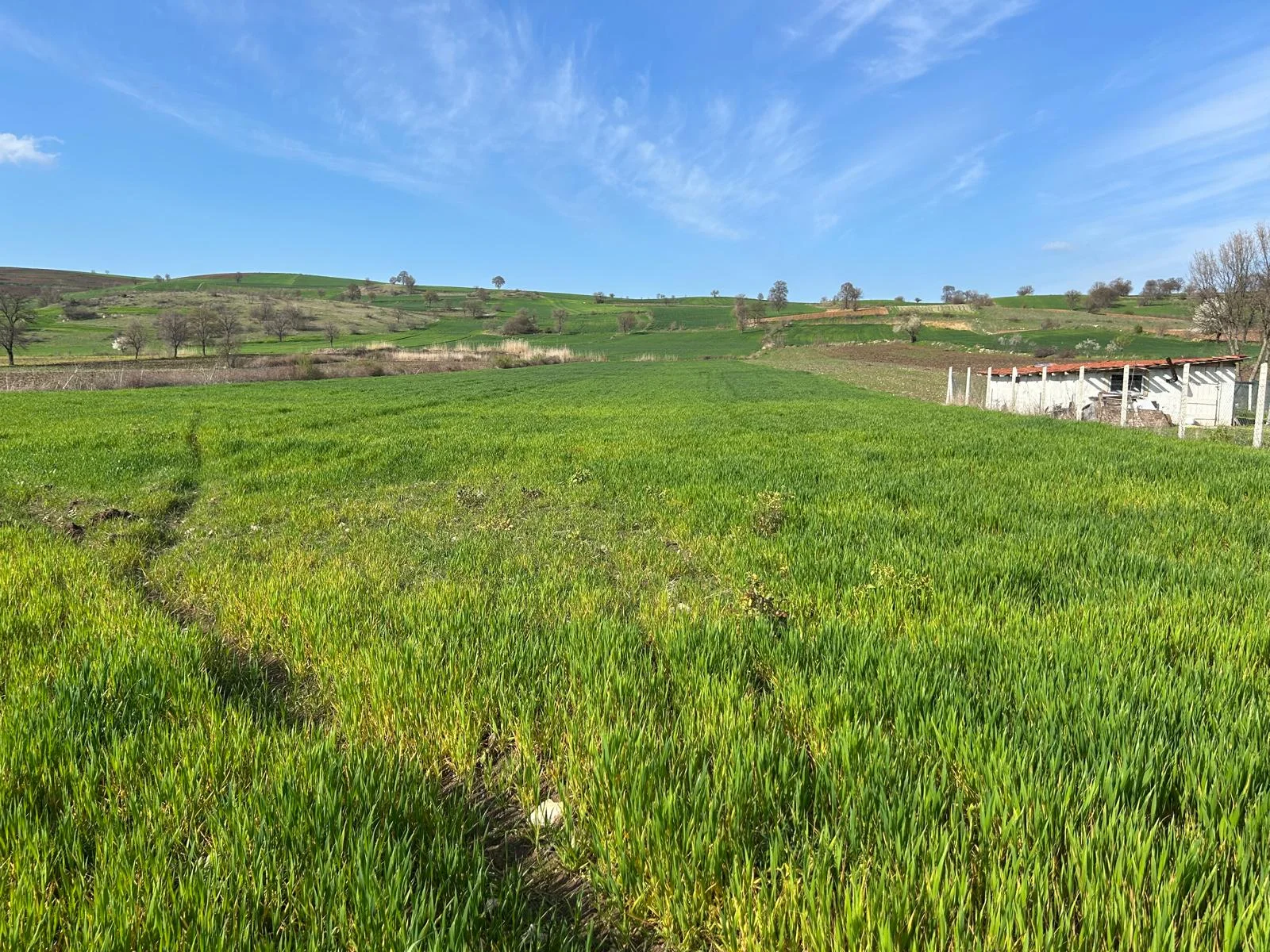 ERBAA KOÇAK MAHALLESİ AKKOÇ VE TANOBA YOLU ÜZERİNDE 5435 M2 TARLA - Resim 3