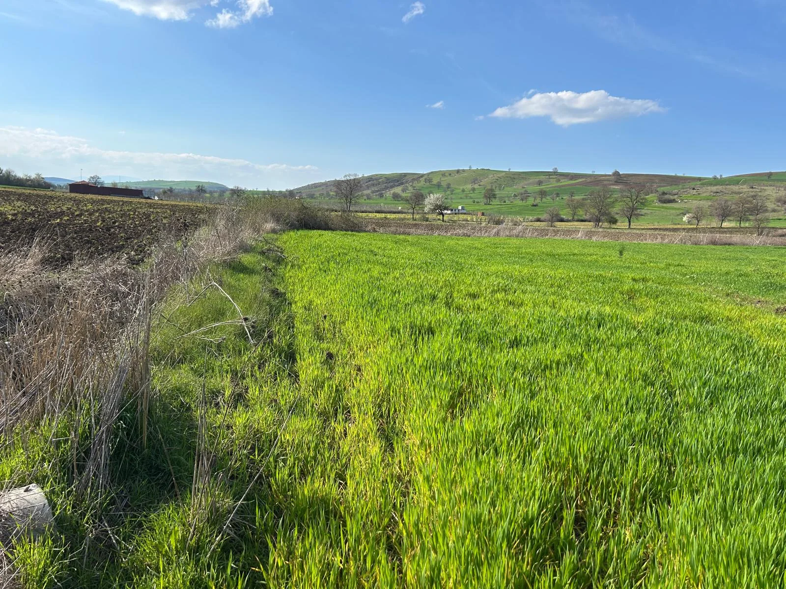 ERBAA KOÇAK MAHALLESİ AKKOÇ VE TANOBA YOLU ÜZERİNDE 5435 M2 TARLA - Resim 7