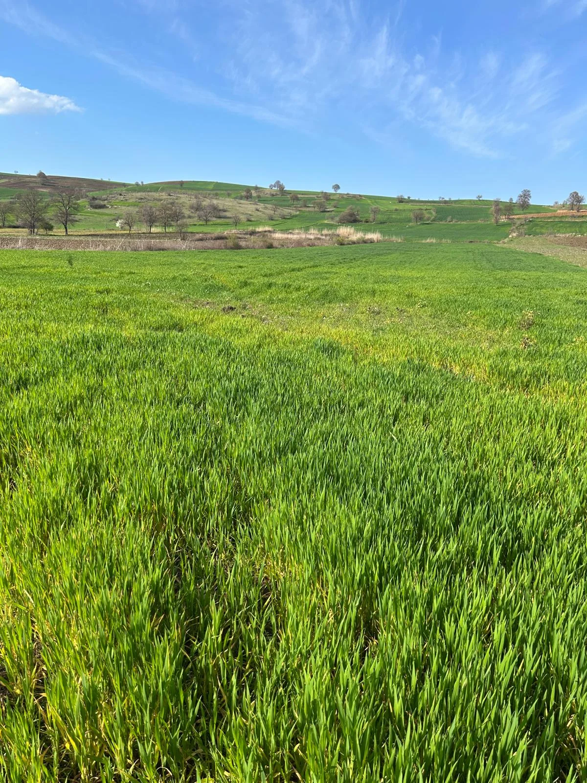 ERBAA KOÇAK MAHALLESİ AKKOÇ VE TANOBA YOLU ÜZERİNDE 5435 M2 TARLA - Resim 8